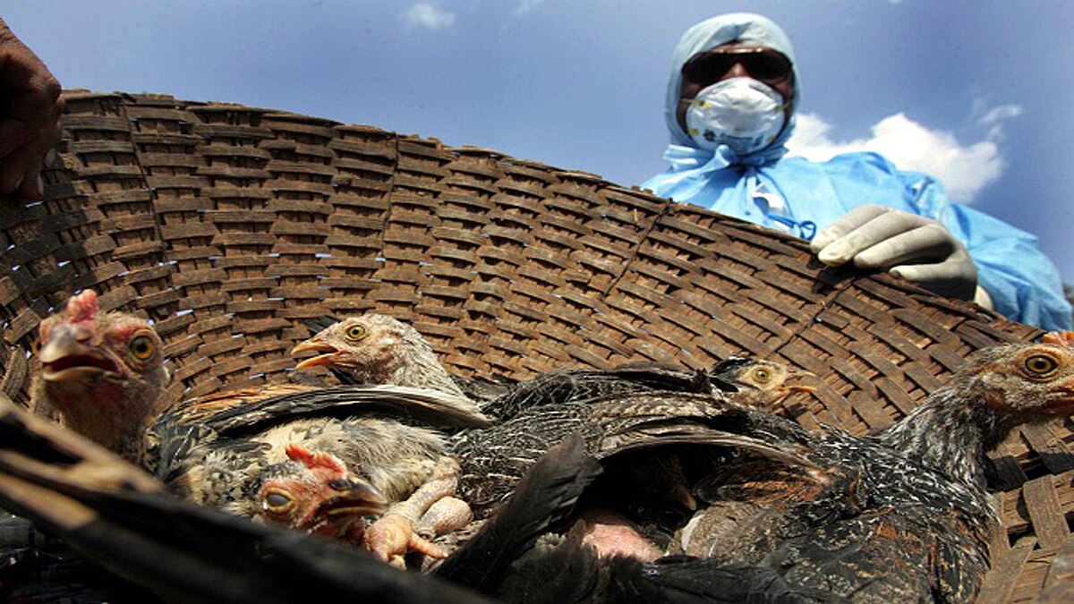 Why Birds killed during Bird Flu