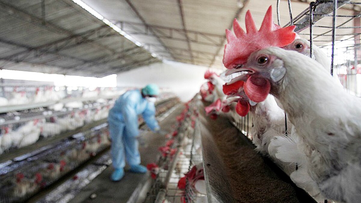 Why Birds killed during Bird Flu