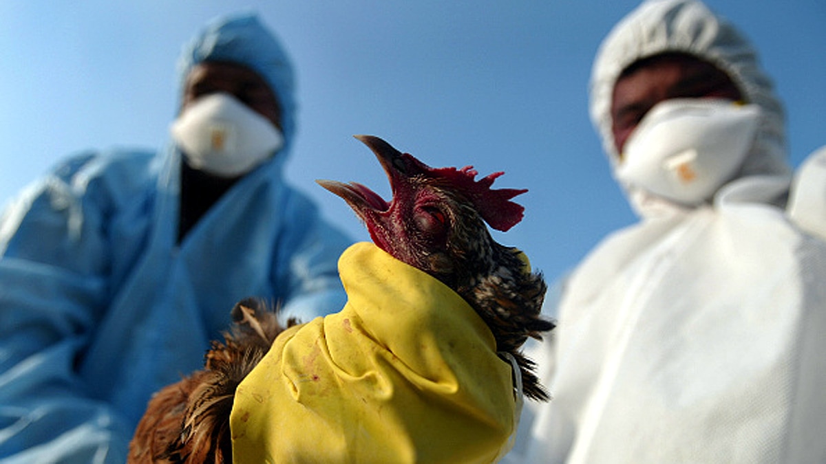Bird Flu Avian Influenza Outbreaks In India