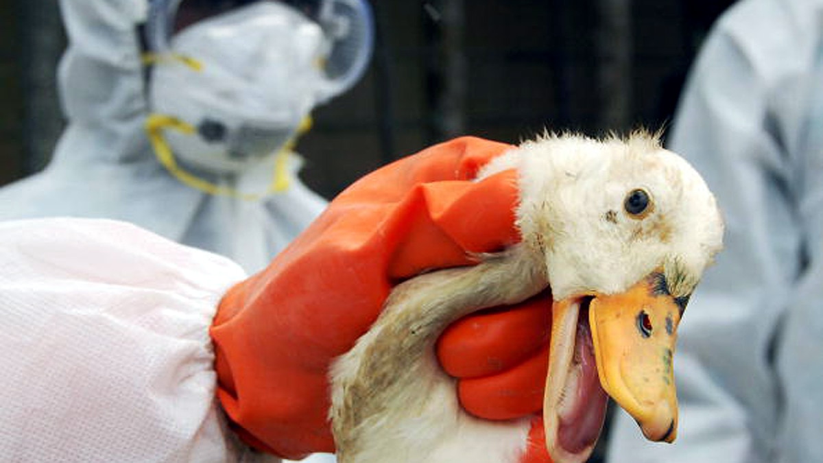 Bird Flu Avian Influenza Outbreaks In India