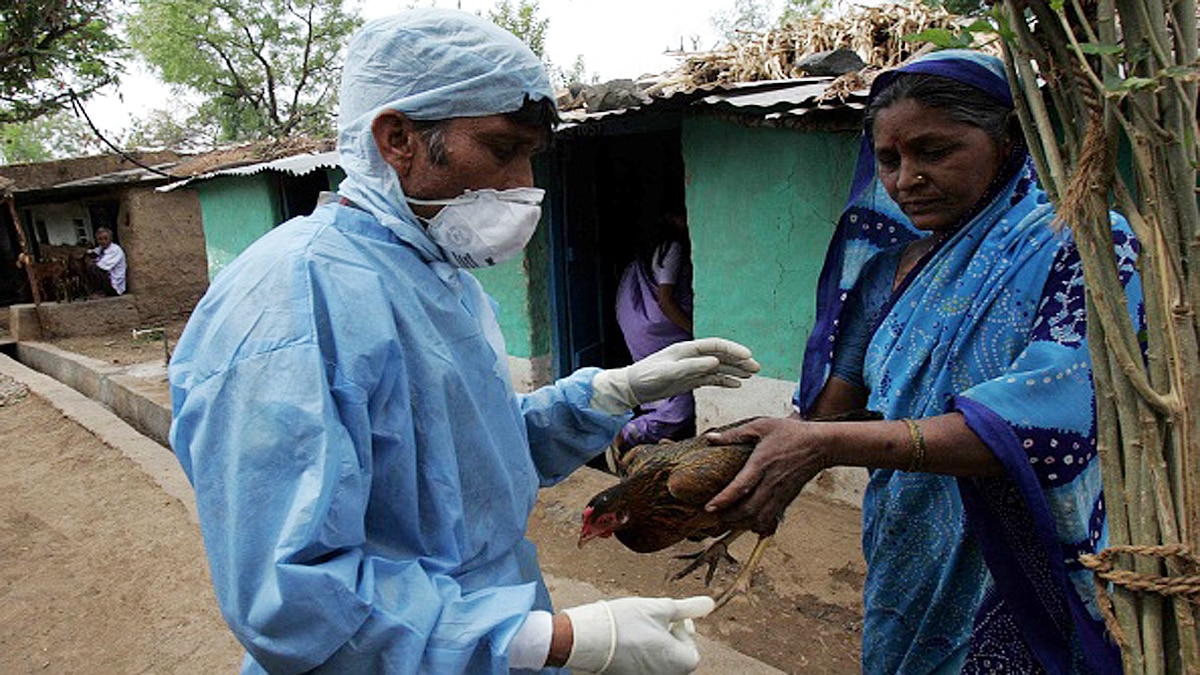 Bird Flu Avian Influenza Outbreaks In India