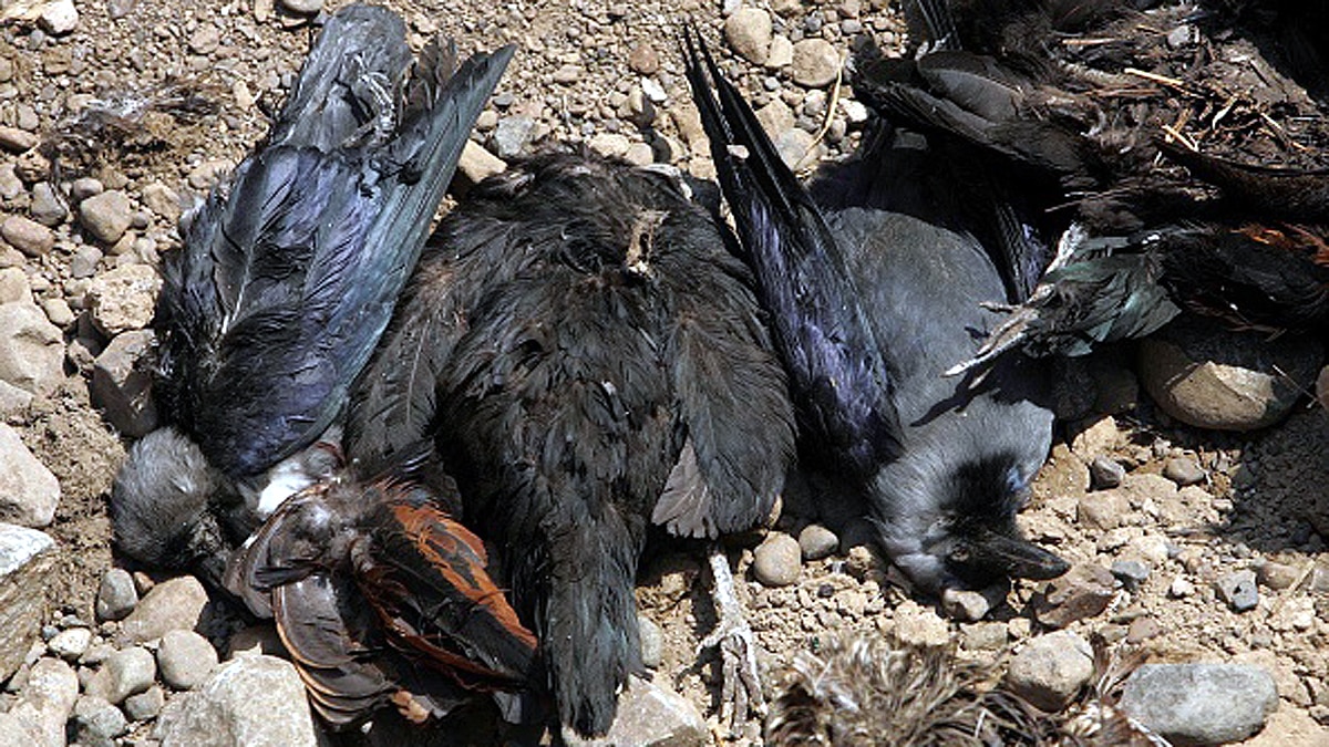 Why Birds killed during Bird Flu