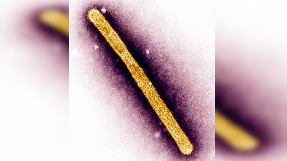 Bird Flu Avian Influenza Outbreaks In India