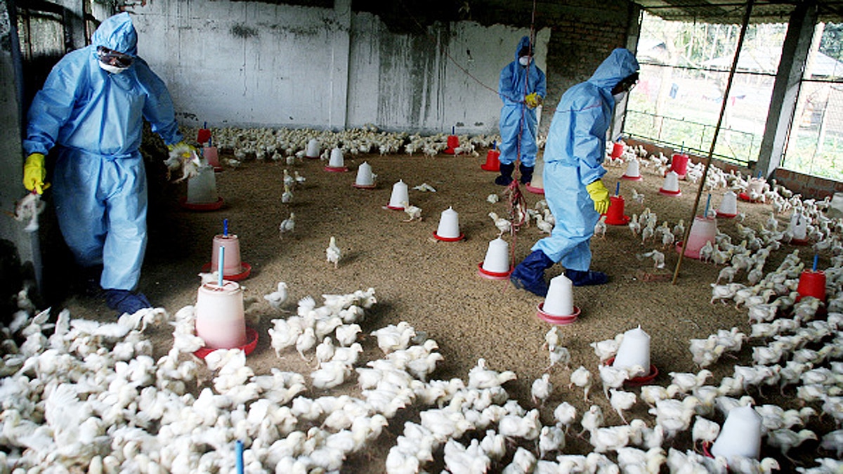 Bird Flu Avian Influenza Outbreaks In India