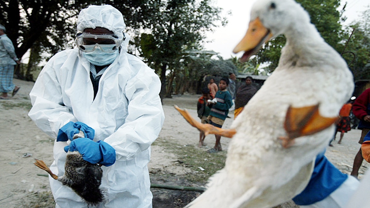 Bird Flu Avian Influenza Outbreaks In India