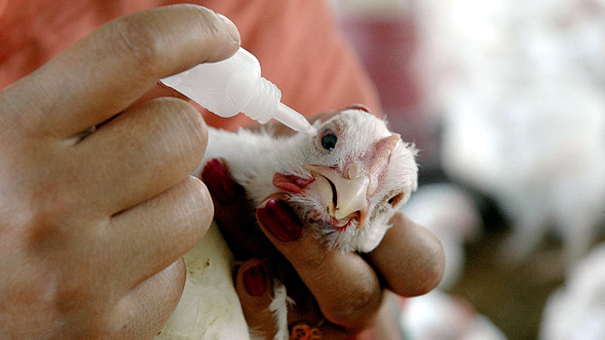 Bird Flu Avian Influenza Outbreaks In India