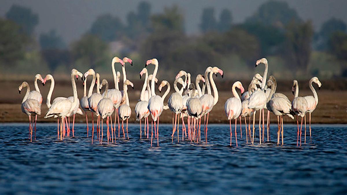 Bird Flu Spreads in India by Migratory Birds