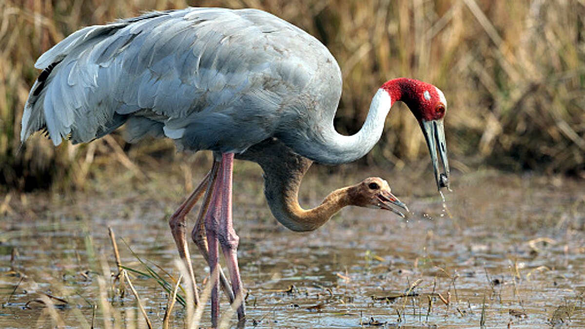 Bird Flu Avian Influenza Outbreaks In India