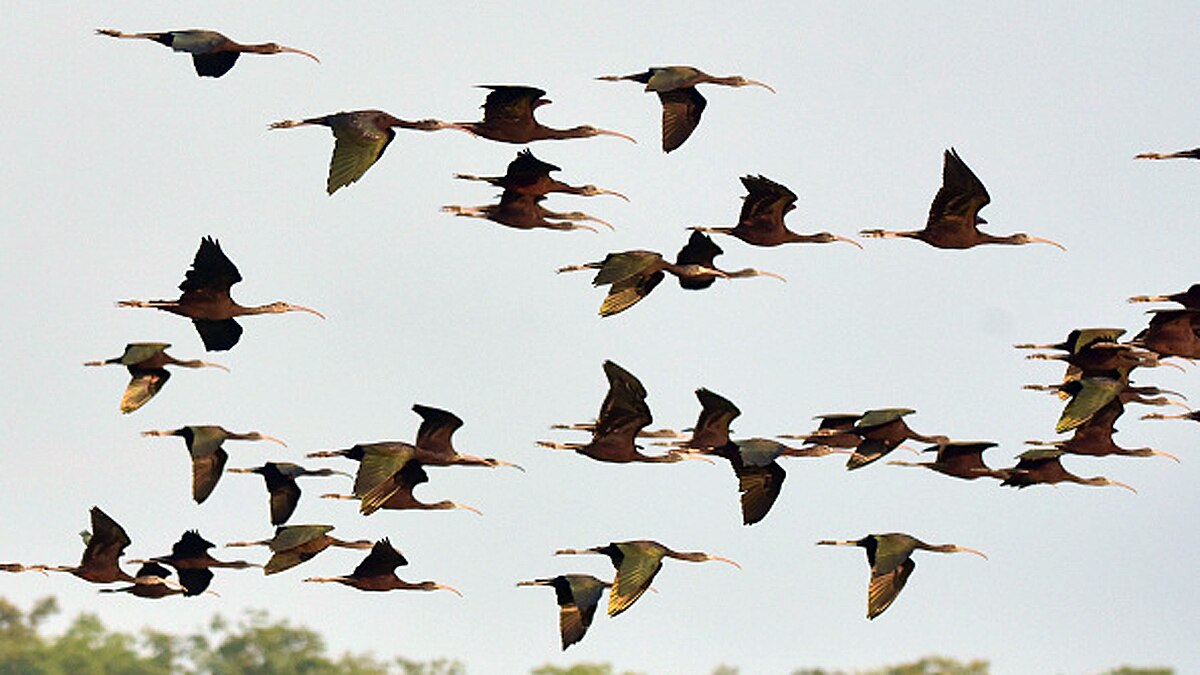 Bird Flu Spreads in India by Migratory Birds
