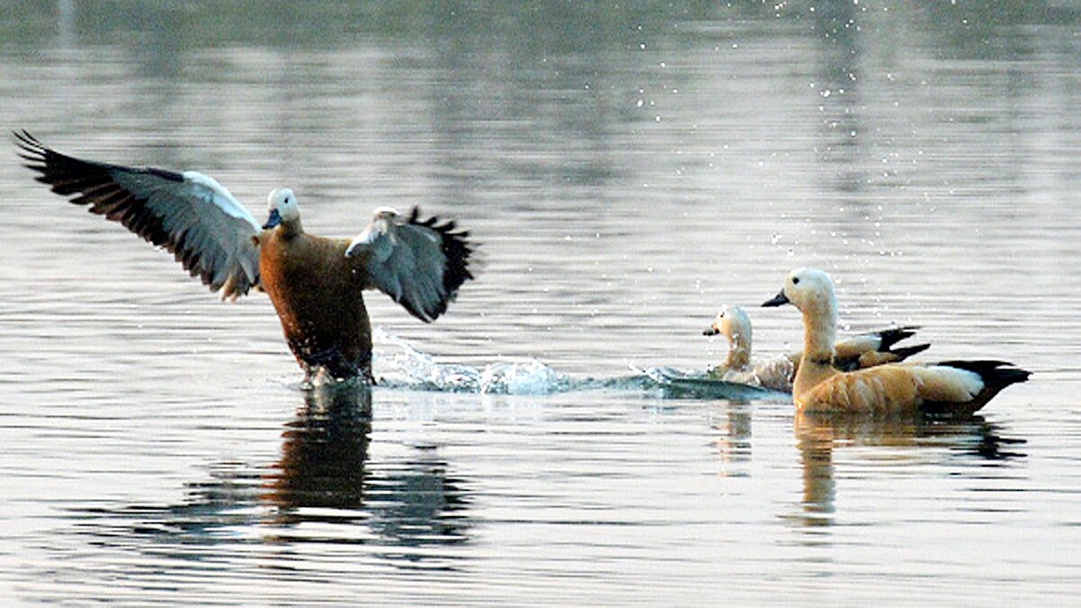 Bird Flu Spreads in India by Migratory Birds