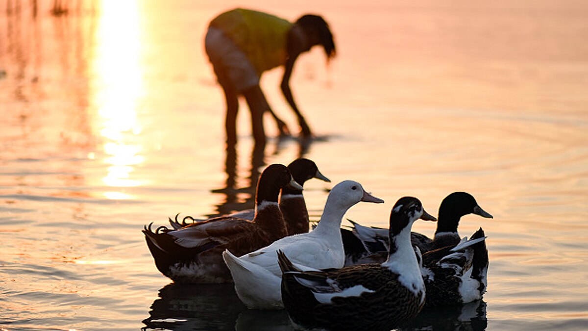 Bird Flu Spreads in India by Migratory Birds