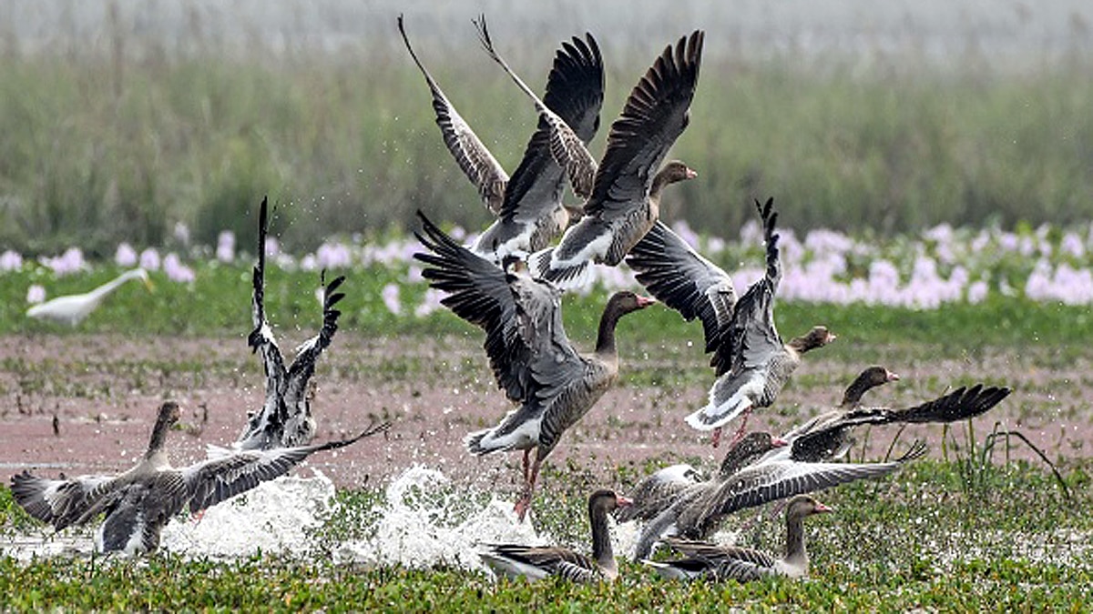 Bird Flu Spreads in India by Migratory Birds