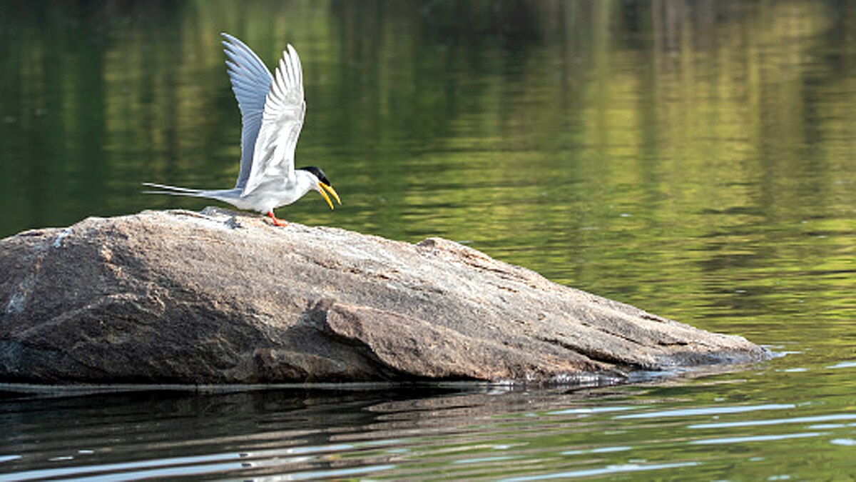 Bird Flu Spreads in India by Migratory Birds