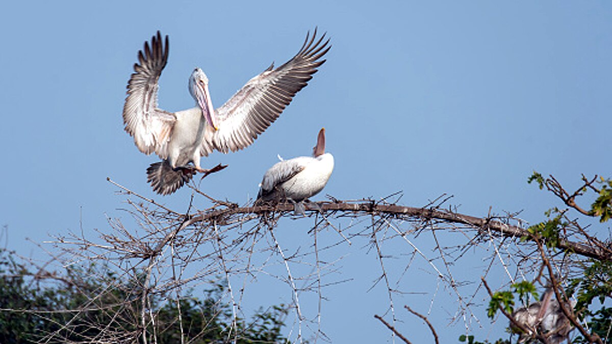 Bird Flu Spreads in India by Migratory Birds