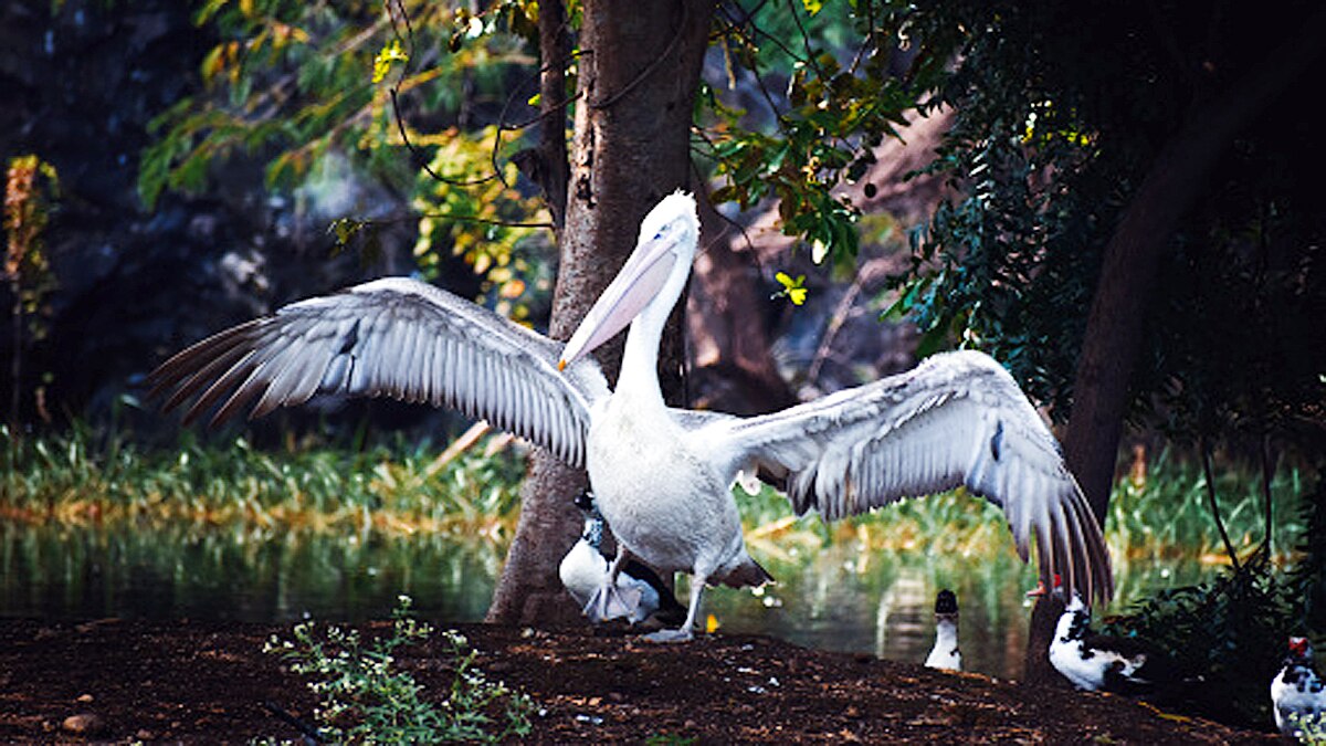 Bird Flu Spreads in India by Migratory Birds