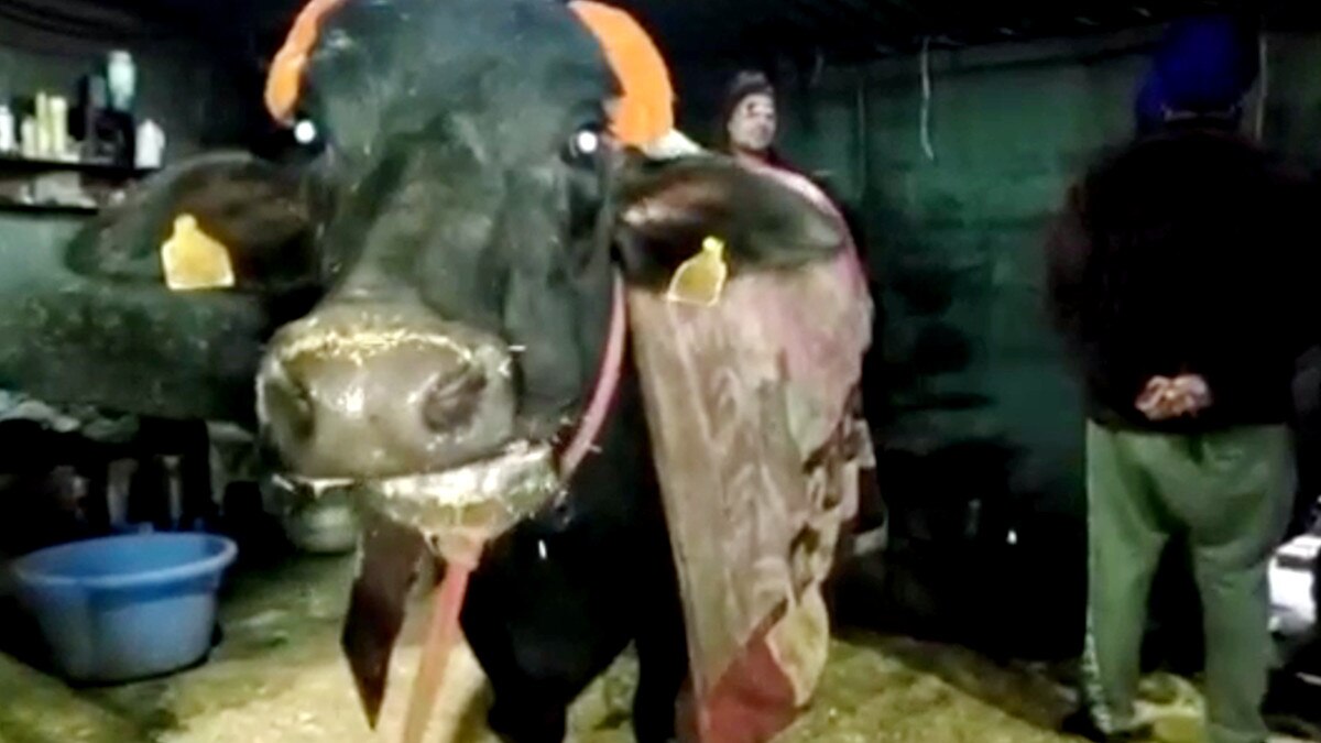 51 लाख रुपये की भैंस बेच कर लंगर लगाने की हो रही चर्चा