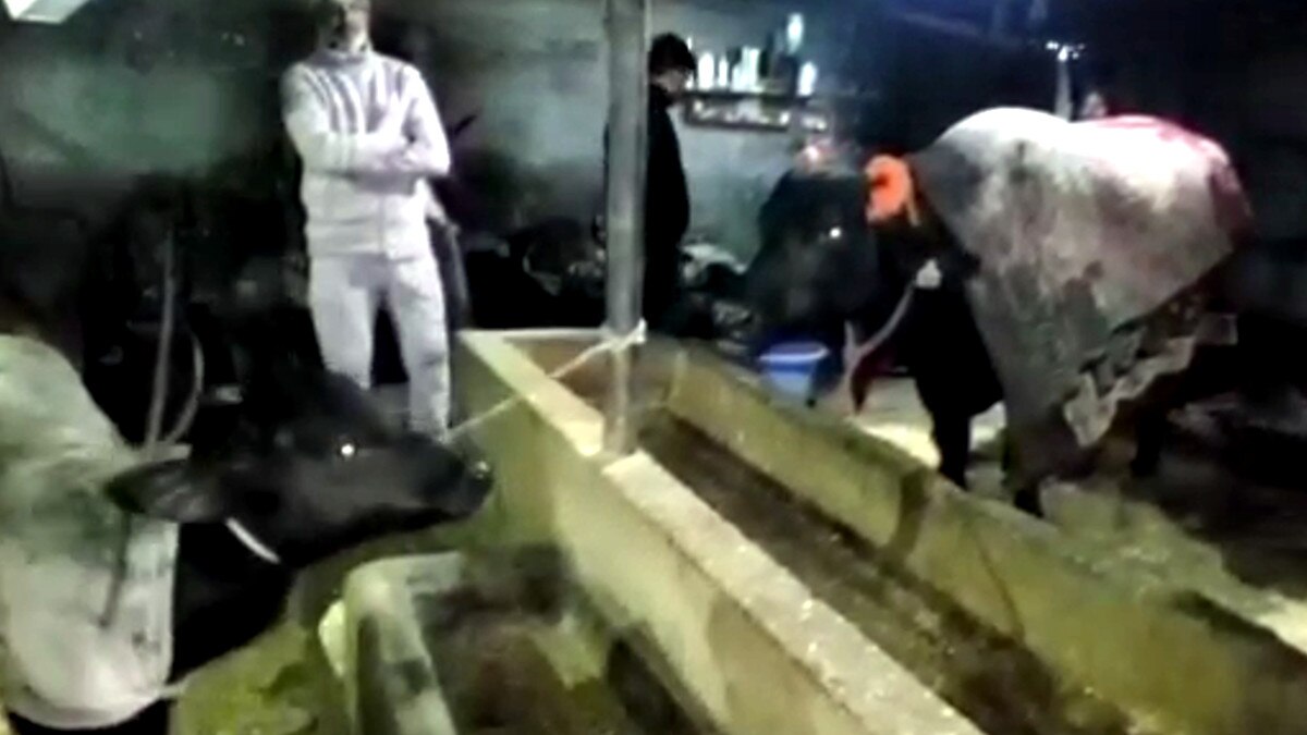 51 लाख रुपये की भैंस बेच कर लंगर लगाने की हो रही चर्चा