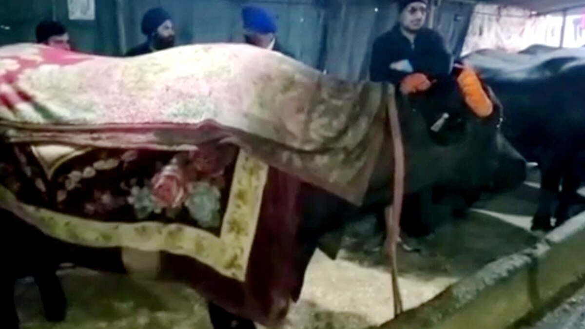 51 लाख रुपये की भैंस बेच कर लंगर लगाने की हो रही चर्चा