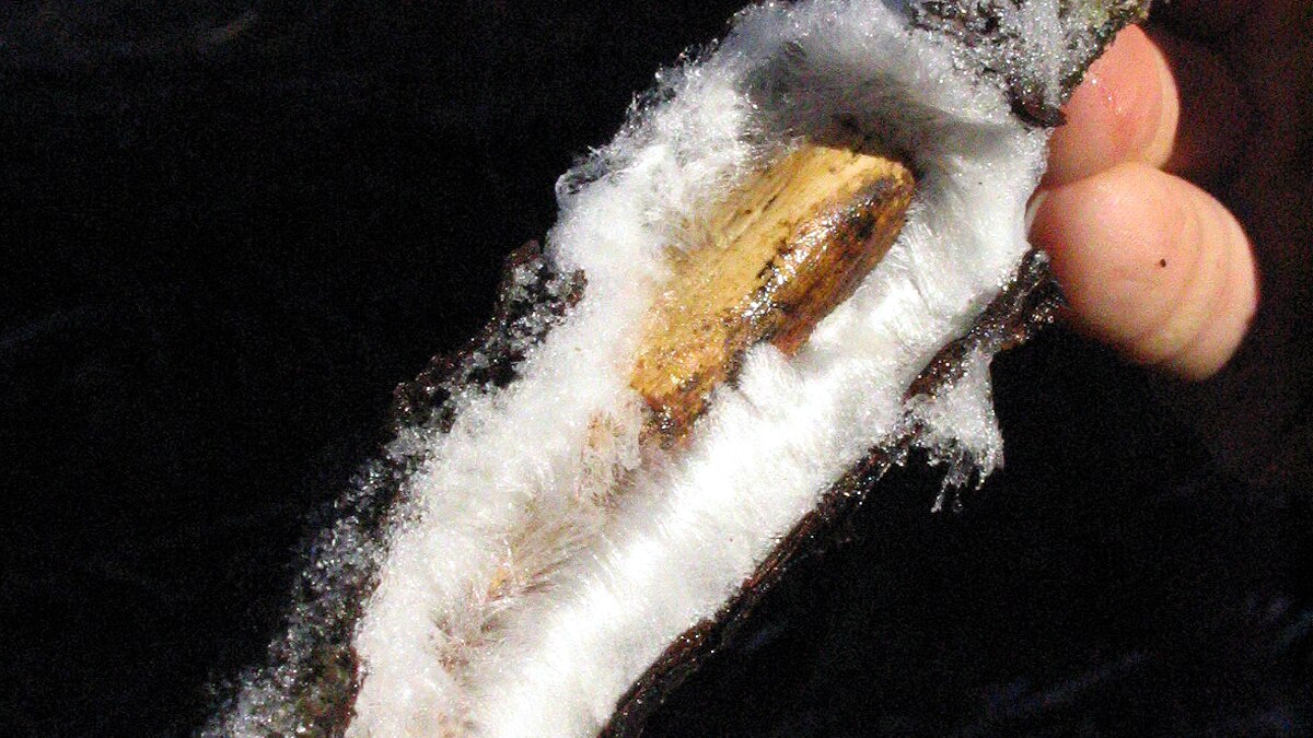 Hair Ice rotting trees all over the world