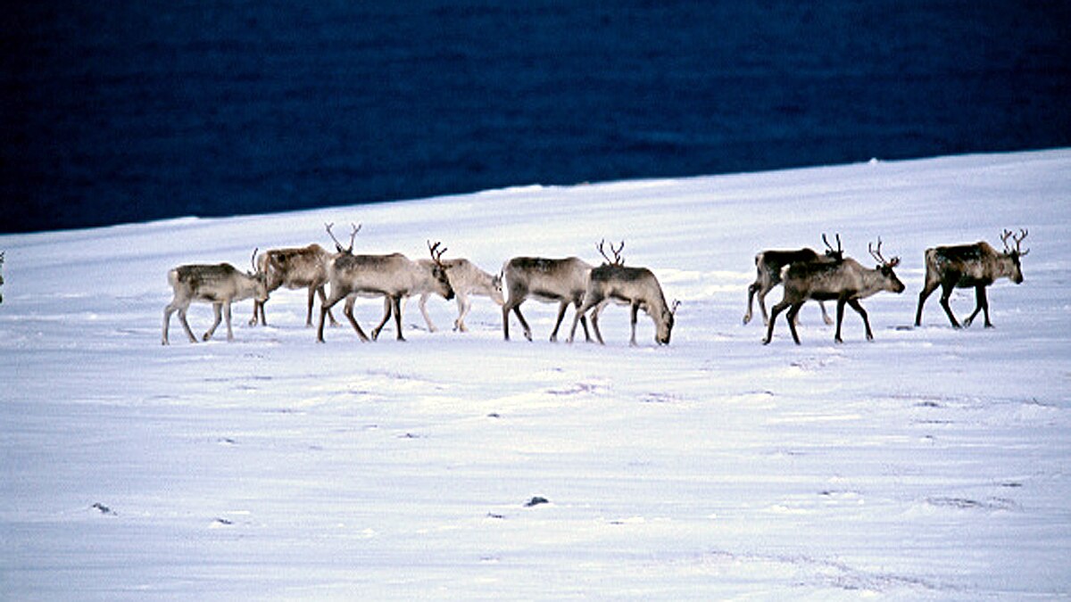 10 Biggest Animal Migrations