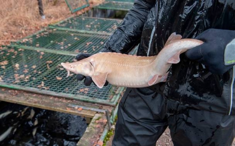 कैवियार 5