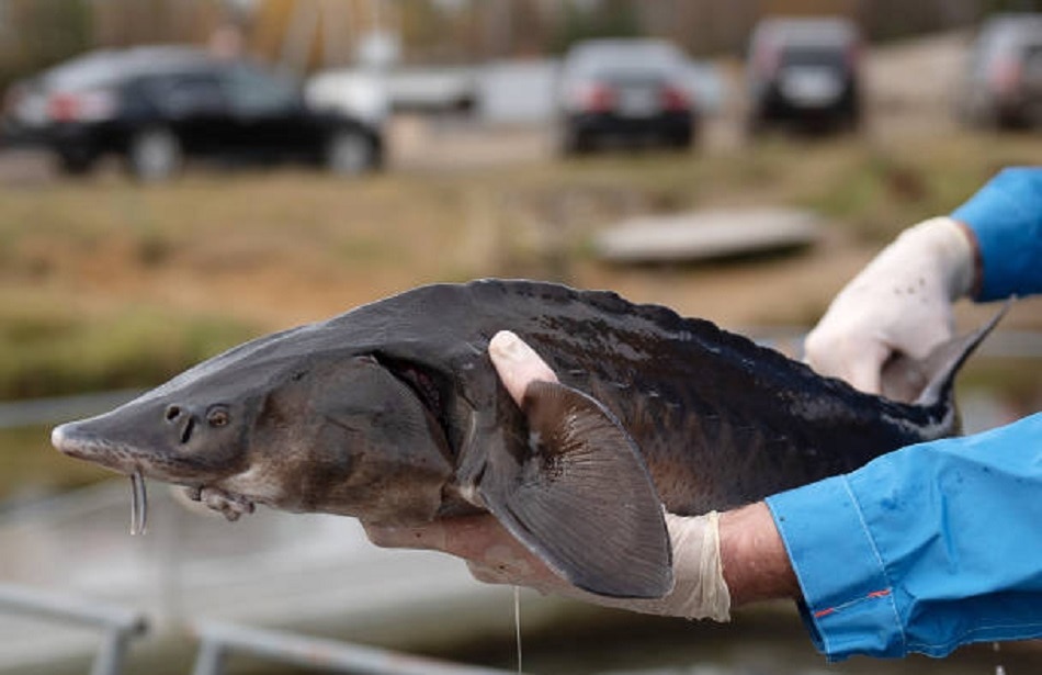 कैवियार 3