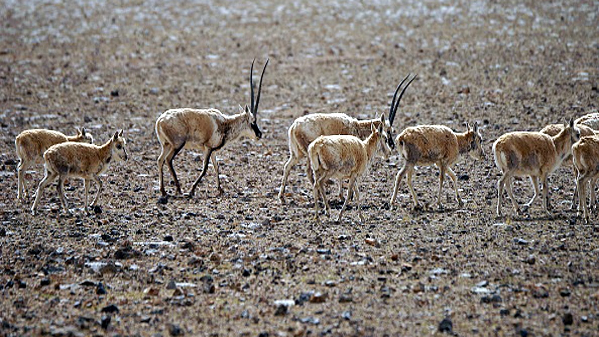 10 Biggest Animal Migrations