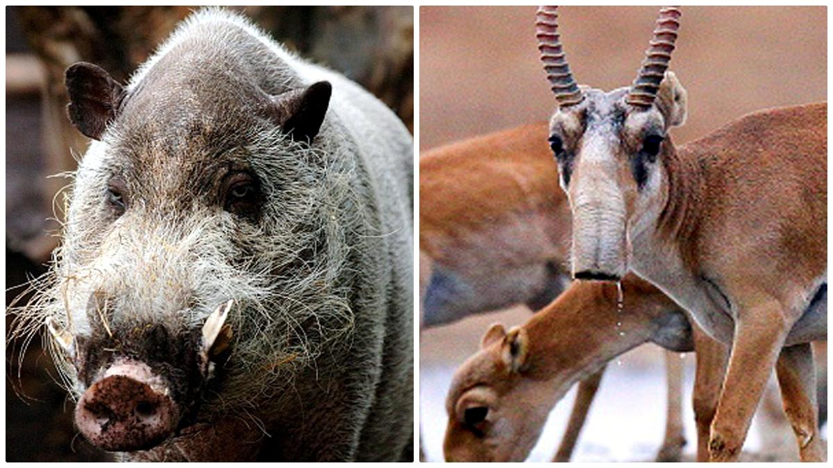 10 Biggest Animal Migrations