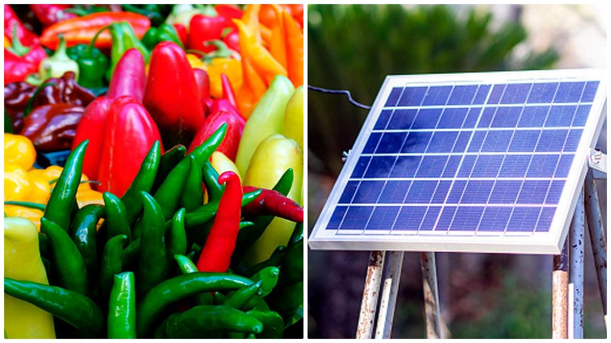 Chilli Peppers Chemical capsaicin boosts Solar Panel Cells
