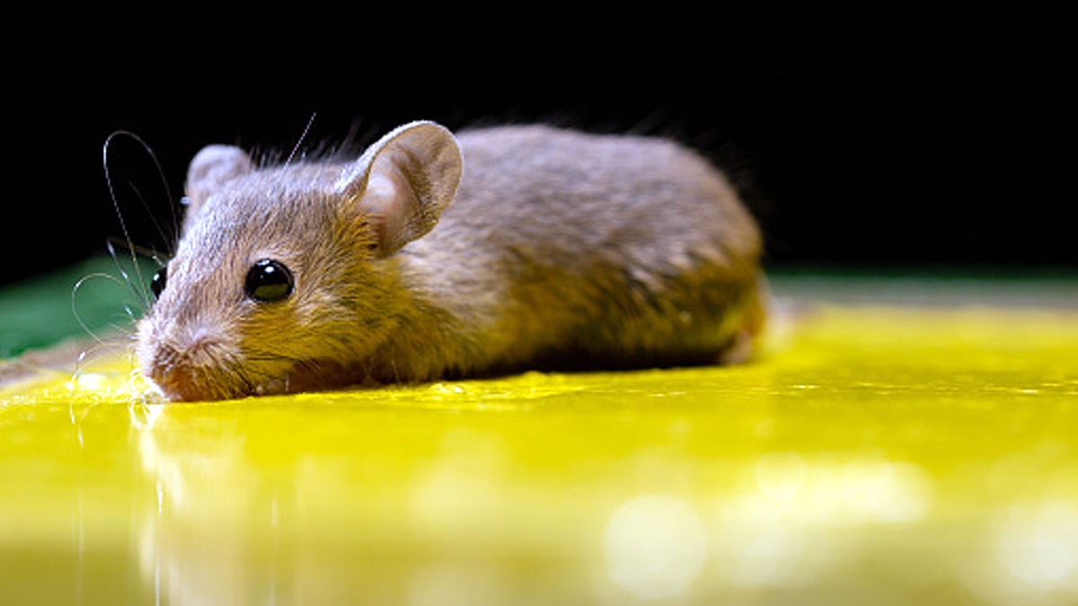 Coronavirus may hide in patients brain