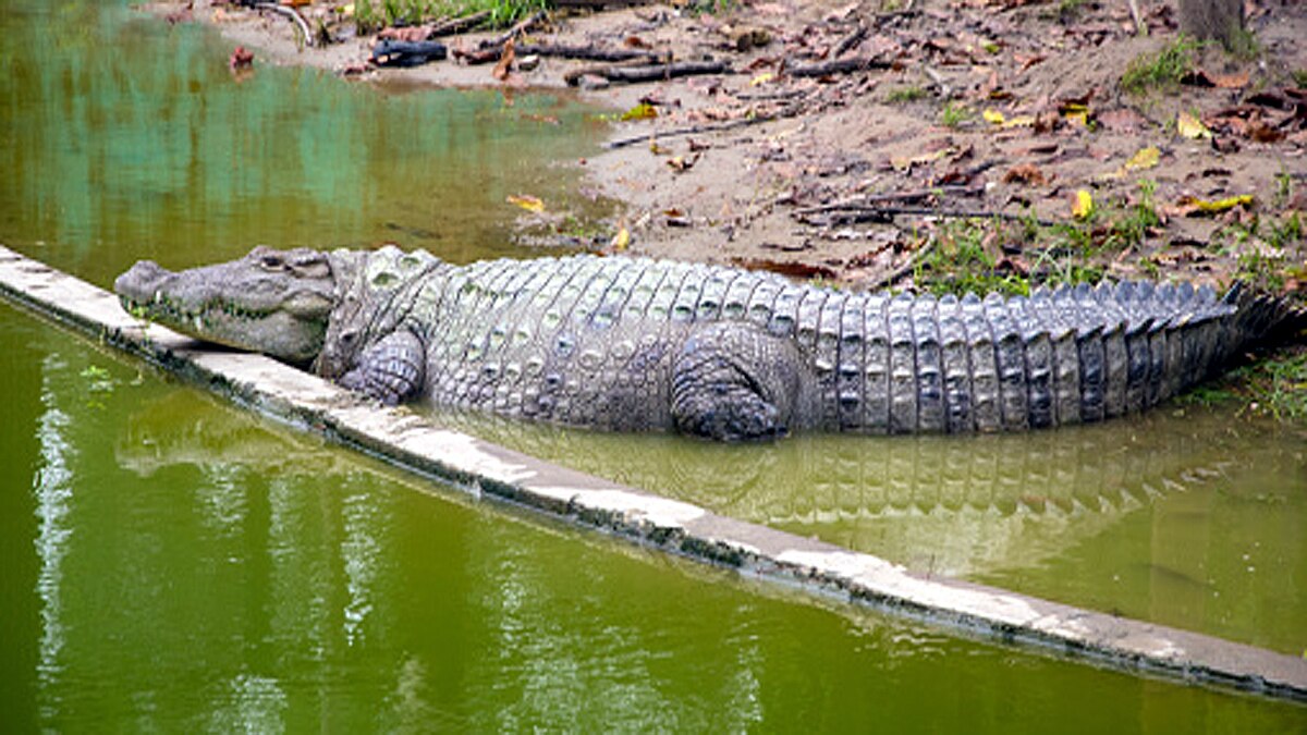 How Crocodile survived Asteroid attack