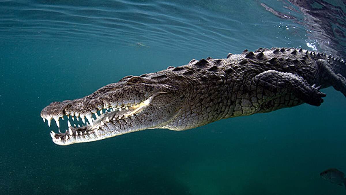 How Crocodile survived Asteroid attack