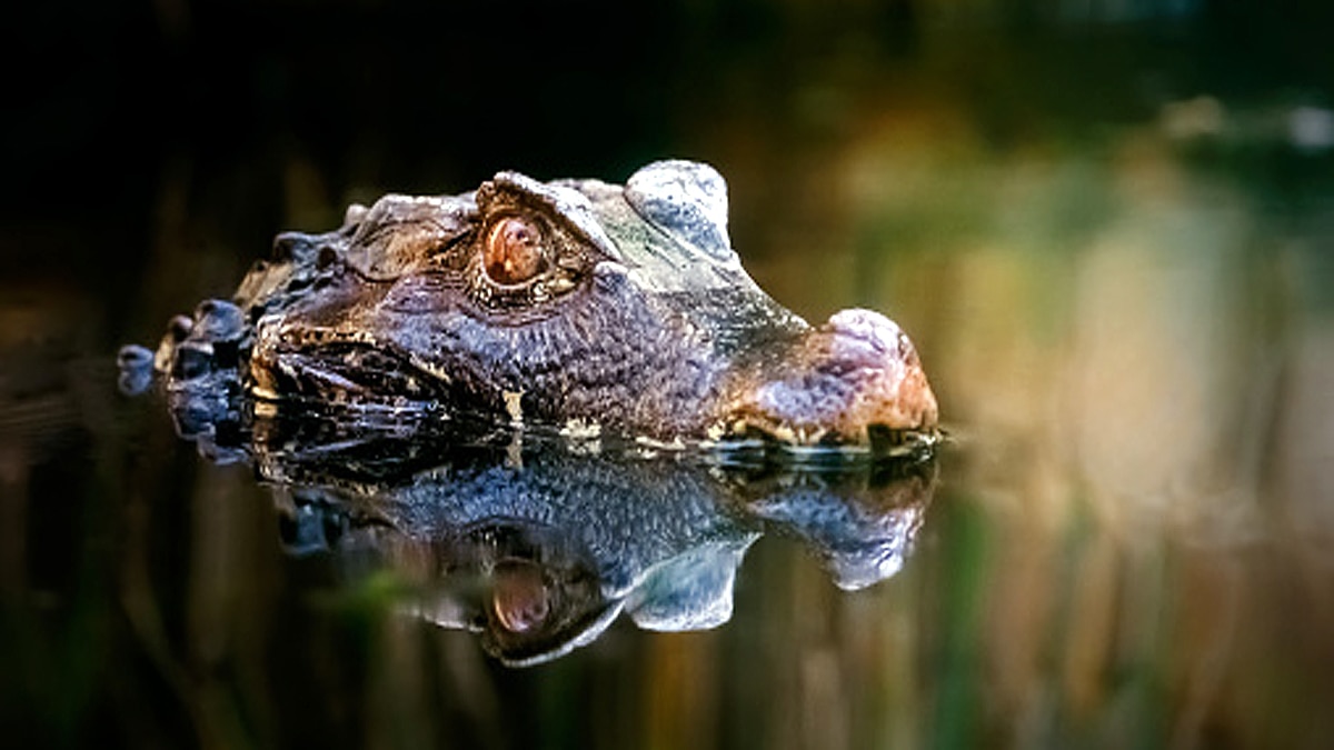 How Crocodile survived Asteroid attack