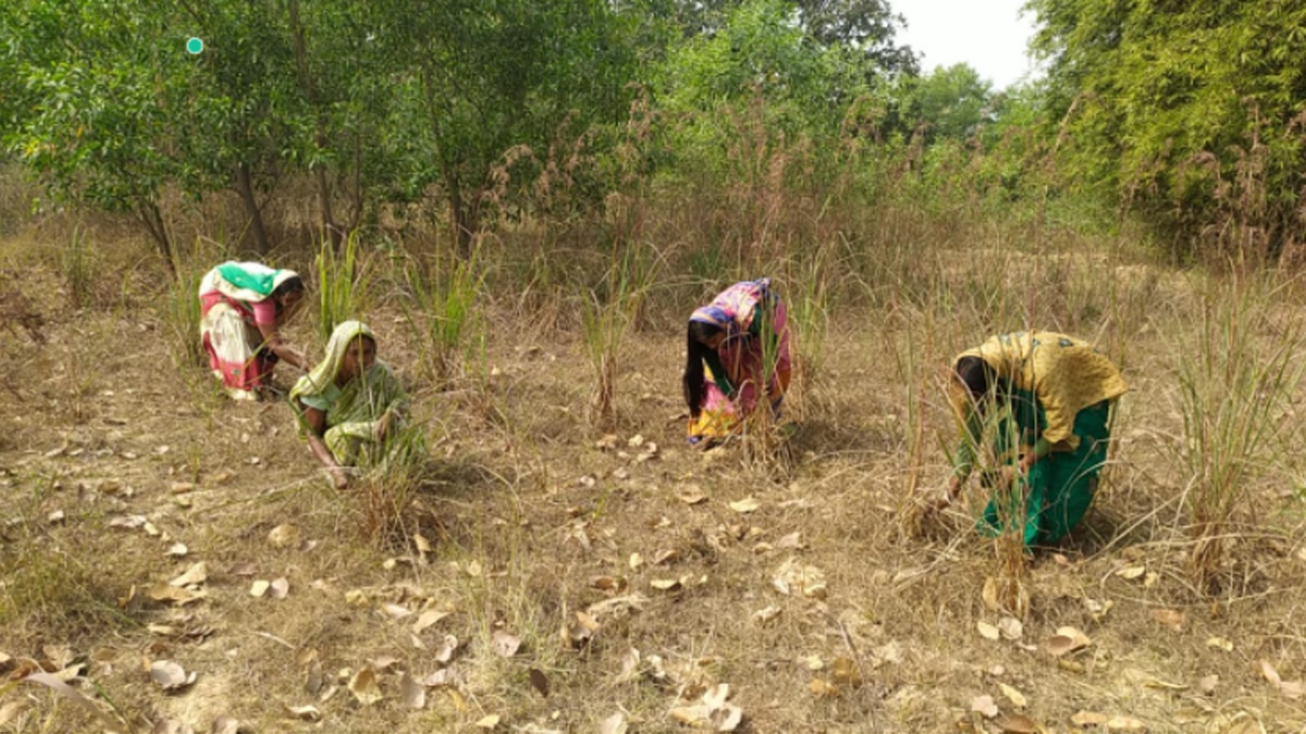बंजर जमीन पर लगाई गई इस फसल से कमा रहीं लाखों.