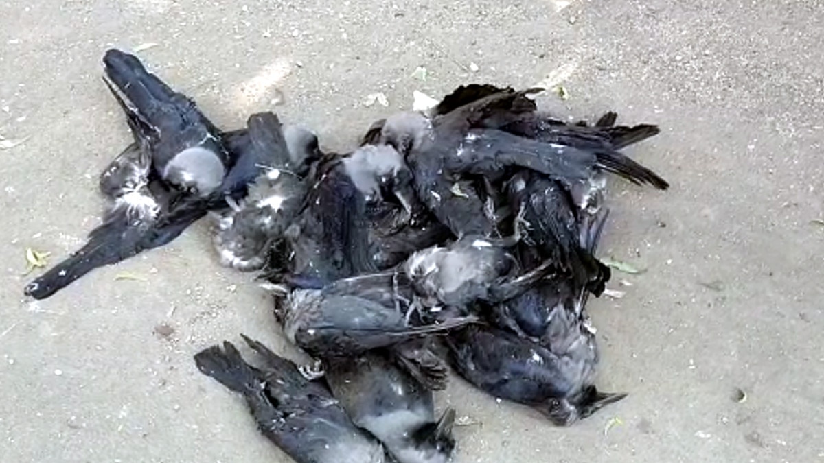 कोर्ट परिसर में 200 कौओं की मौत, टेस्‍ट हुआ तो निकला बर्ड फ्लू 