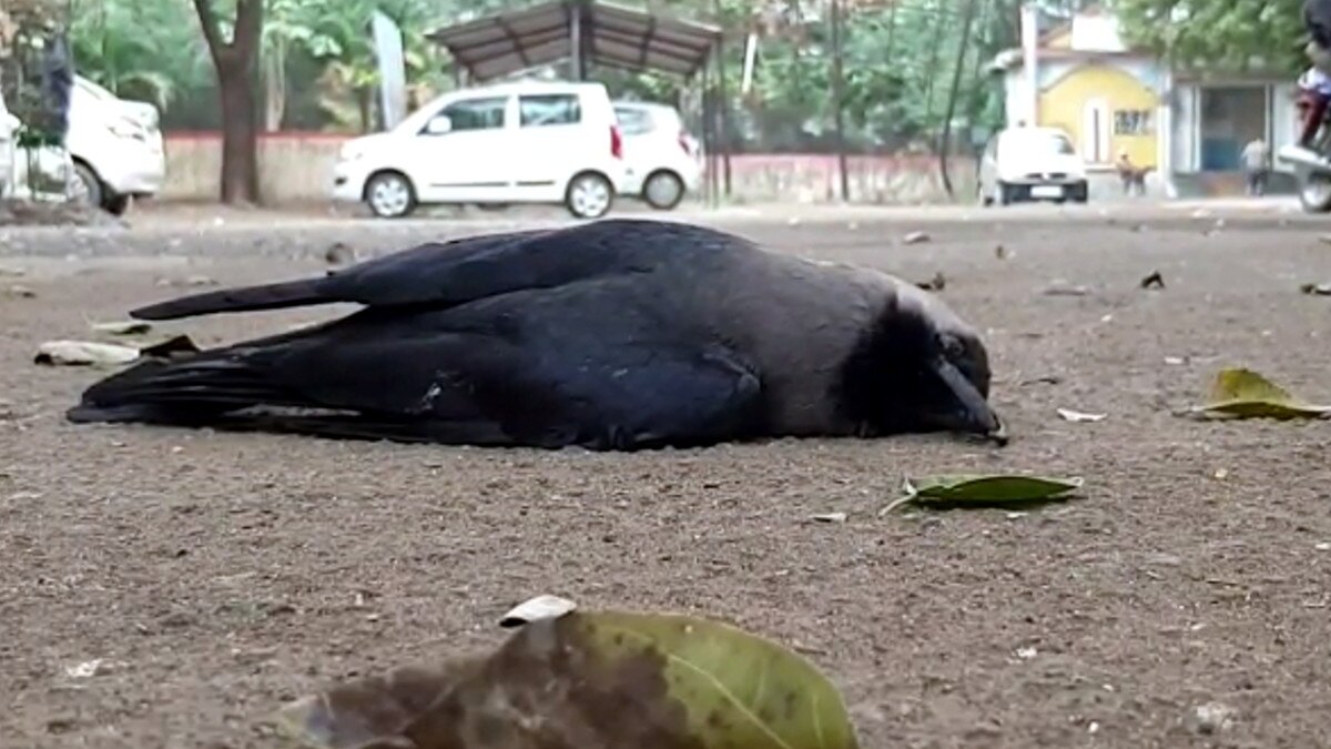 कोर्ट परिसर में 200 कौओं की मौत, टेस्‍ट हुआ तो निकला बर्ड फ्लू 