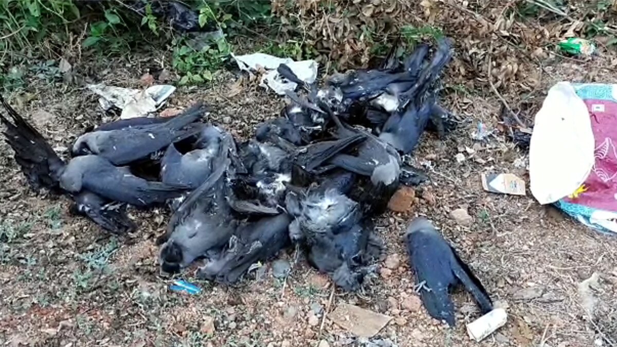 कोर्ट परिसर में 200 कौओं की मौत, टेस्‍ट हुआ तो निकला बर्ड फ्लू 