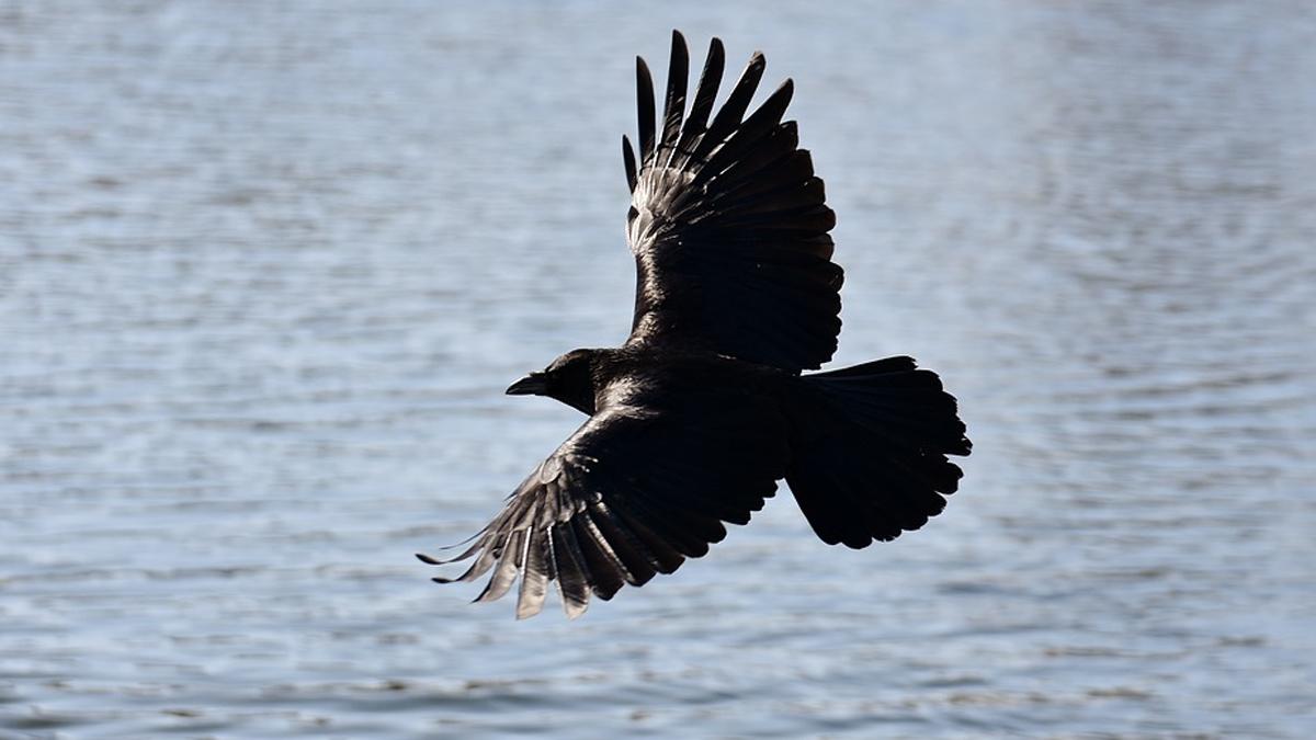 जानें कैसे फैलता है बर्ड फ्लू