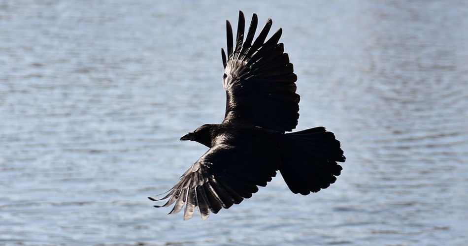 बर्ड फ्लू का प्रकोप