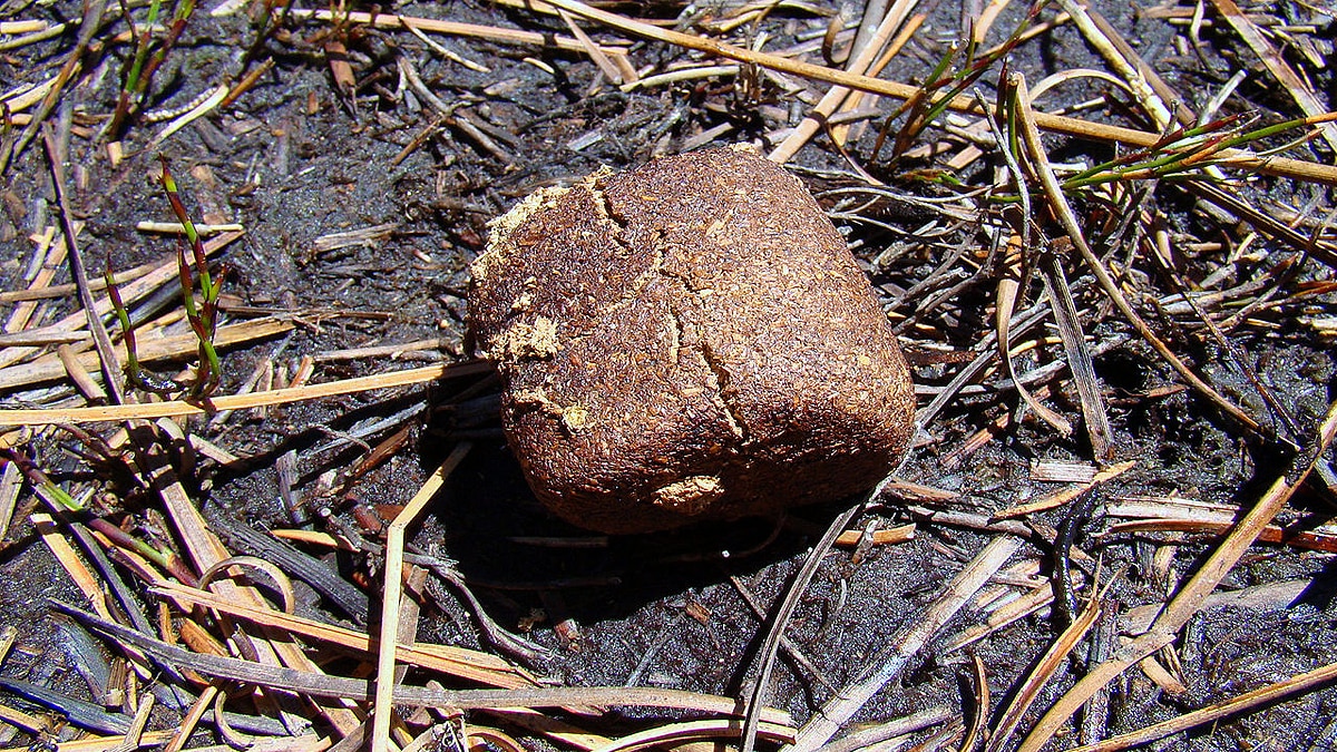 Cube shaped poo mystery solved
