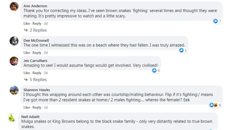 कभी नहीं देखी होगी सांपों की ऐसी लड़ाई