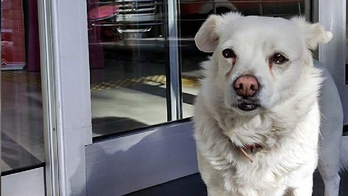 मालिक सेंतुर्क को 14 जनवरी को दिमाग की बीमारी के लिए किया गया भर्ती.