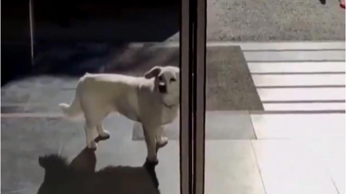 ब्रेंन सर्जरी के लिए हुआ भर्ती मालिक, 1 हफ्ते तक अस्पताल के बाहर कुत्ता करता रहा इंतजार.