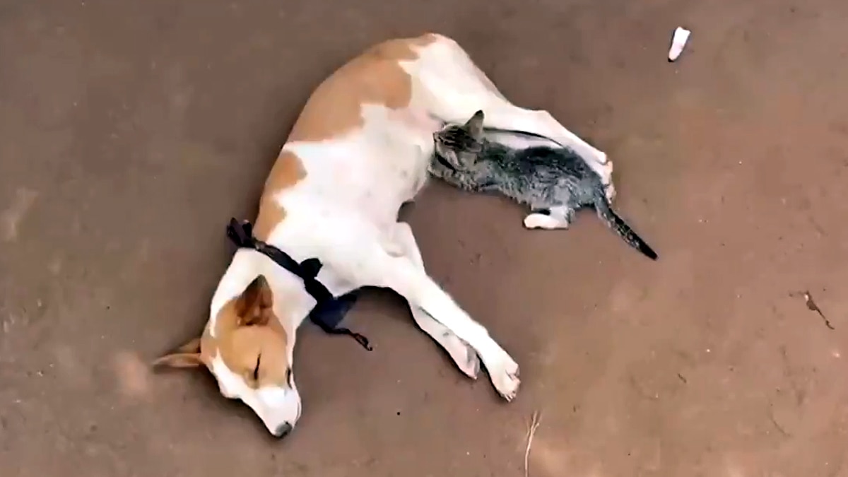 kitten feed milk from dog in Nigeria