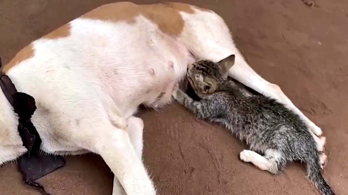 kitten feed milk from dog in Nigeria