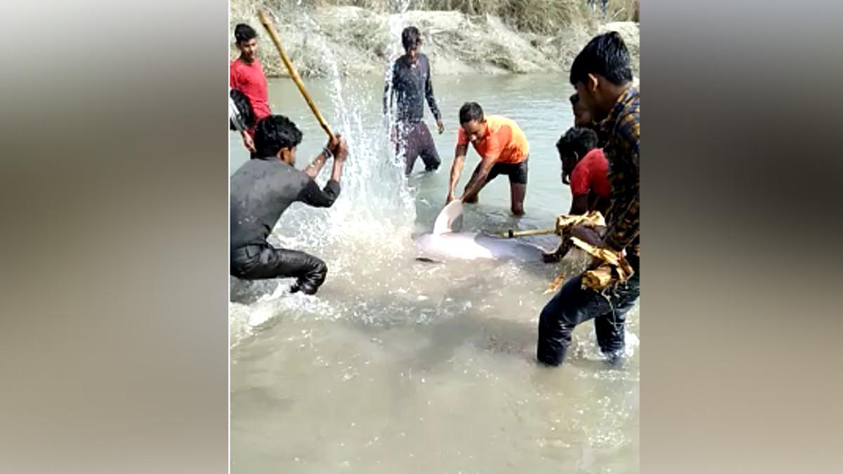 डॉल्‍फ‍िन को मारते लोग.