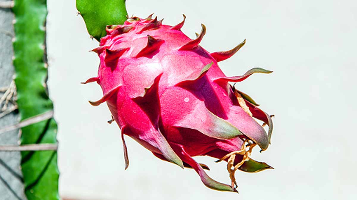 Dragon Fruit Vijay Rupani Kamalam