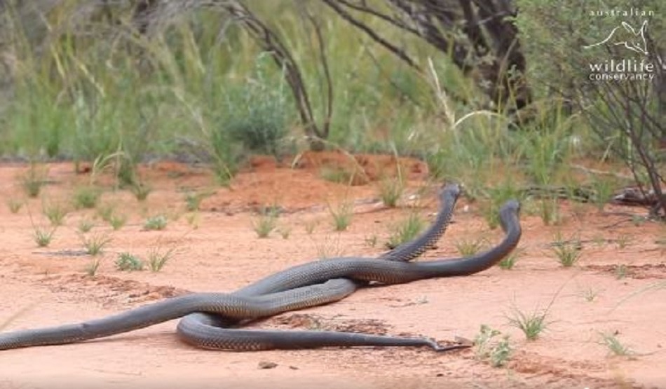 कभी नहीं देखी होगी सांपों की ऐसी लड़ाई