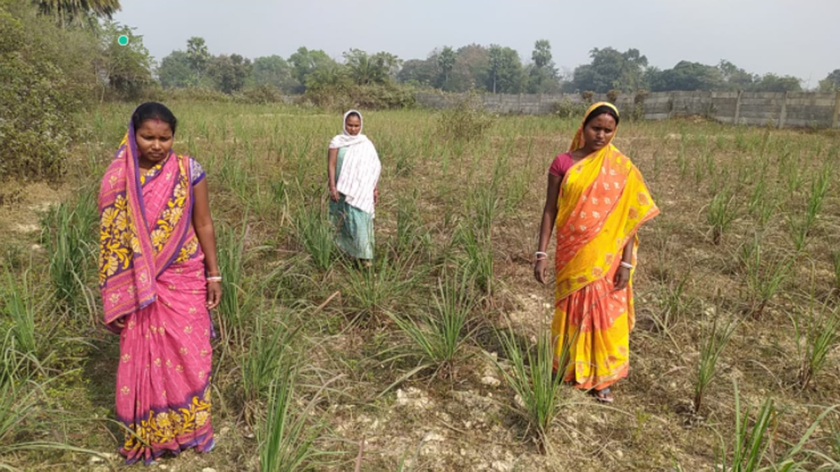 सेल्फ हेल्प ग्रुप ने 70 एकड़ की बंजर जमीन पर लेमन ट्री लगाए.