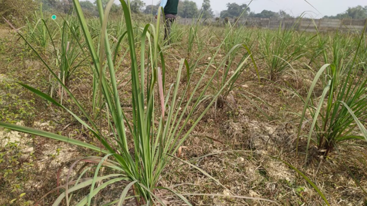 झारखंड के जमशेदपुर के बगुडिया गांव का मामला.